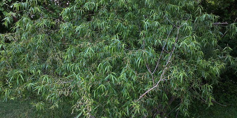 Salix nigra – description, flowering period. Green leaves on a tree, summer
