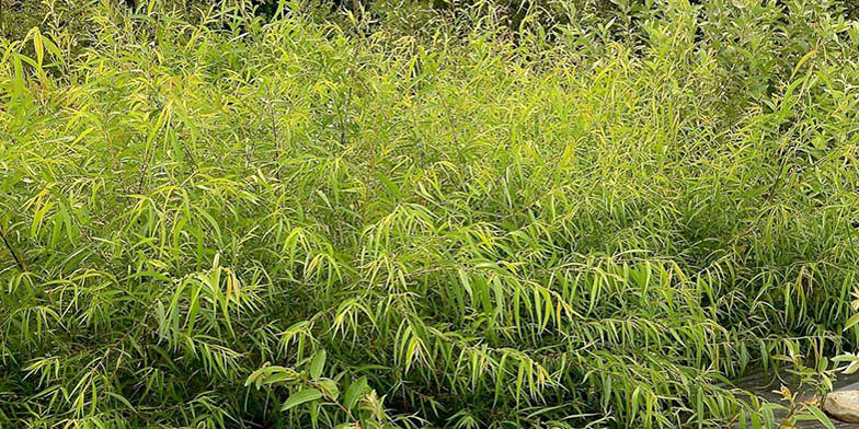Salix nigra – description, flowering period. Dense thickets, the general plan