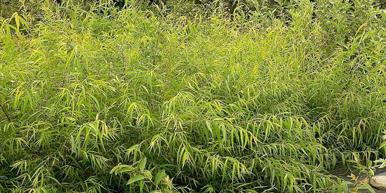 Swamp willow – description, flowering period and general distribution in West Virginia. Dense thickets, the general plan