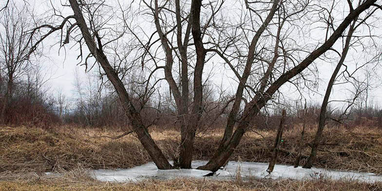 Salix nigra – description, flowering period and general distribution in Virginia. Tree in winter