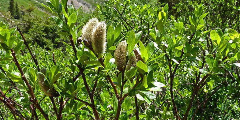 Salix planifolia – description, flowering period and general distribution in Alaska. Branches with catkins and young green leaves