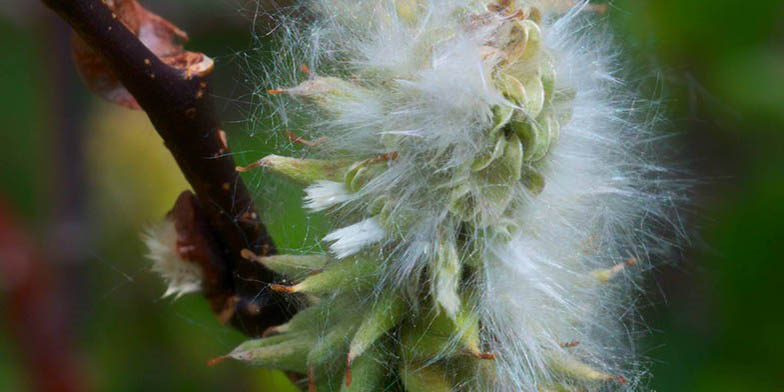 Salix planifolia – description, flowering period and general distribution in Arizona. Catkin close-up