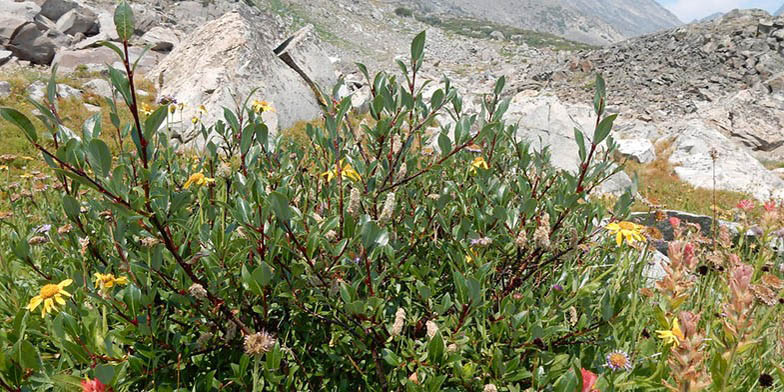 Salix planifolia – description, flowering period and general distribution in Maine. Flowering shrub on the foothills, picturesque area