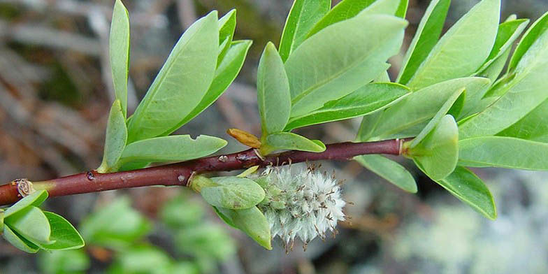 Salix planifolia – description, flowering period. Branch close-up, leaves and catkin