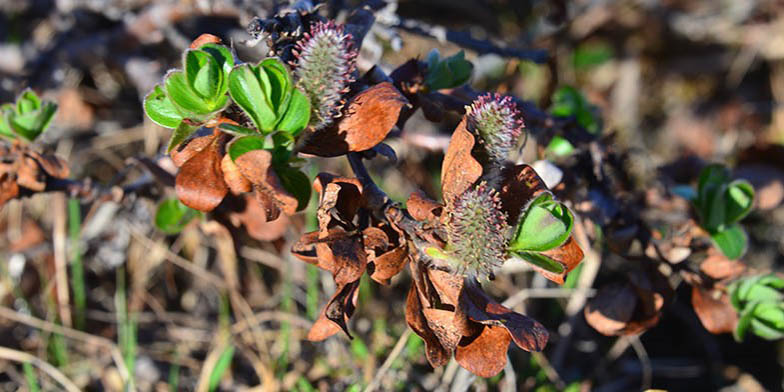 Flat-leaved willow – description, flowering period and general distribution in Northwest Territories. Young shoots and catkins on a plant after winter