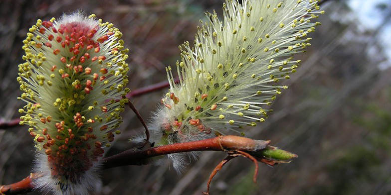 Flatleaf willow – description, flowering period and general distribution in Alaska. Young leaves and catkins on a branch