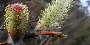 Salix pulchra – description, flowering period and time in Northwest Territories, Young leaves and catkins on a branch.