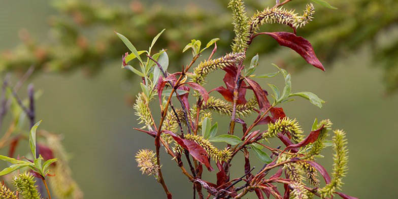 Thin red willow – description, flowering period. Branches, leaves and catkins create an unusual shape