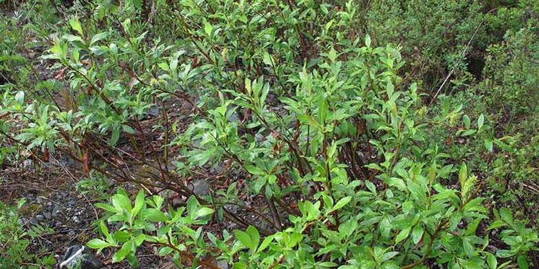 Flatleaf willow – description, flowering period and general distribution in Yukon Territory. Young foliage on a plant