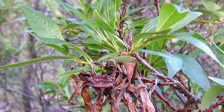 Tealeaf willow – description, flowering period and general distribution in Northwest Territories. Plant in late summer