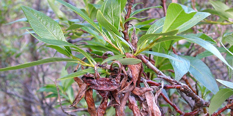 Flat-leaved willow – description, flowering period and general distribution in Nunavut. Plant in late summer