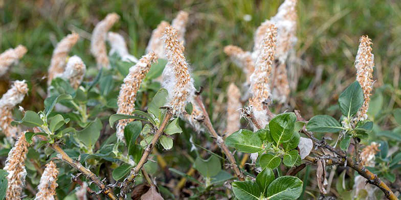 Woolly willow – description, flowering period and general distribution in Manitoba. Arctic beauty