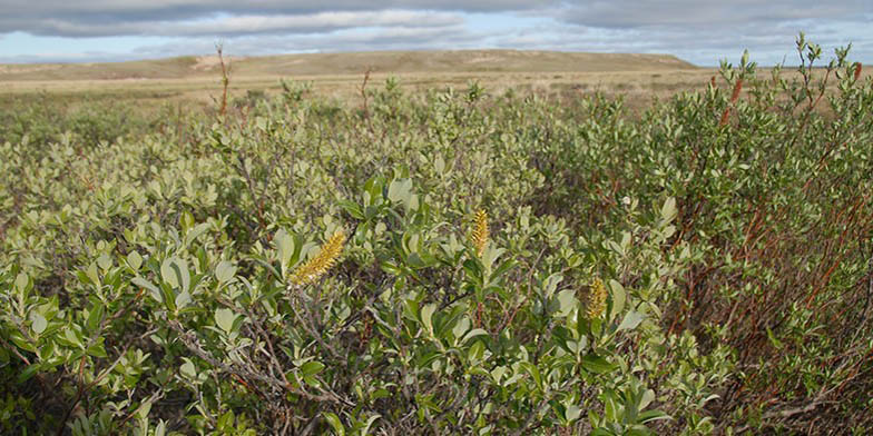 Salix richardsonii – description, flowering period and general distribution in Nunavut. The plants grow in harsh conditions