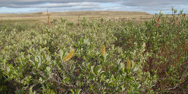 Richardson's willow – description, flowering period and general distribution in Manitoba. The plants grow in harsh conditions