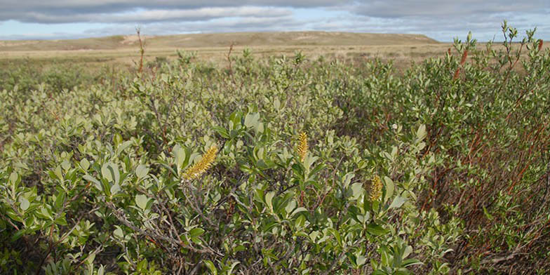 Richardson's willow – description, flowering period and general distribution in Alaska. The plants grow in harsh conditions