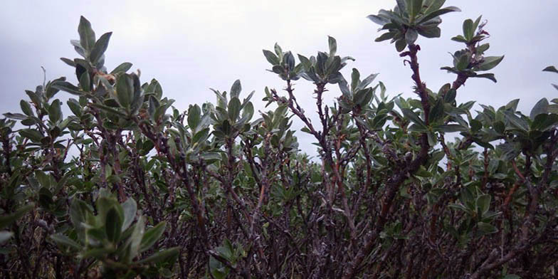 Salix richardsonii – description, flowering period and general distribution in Alaska. Group of flowering plants, close-up