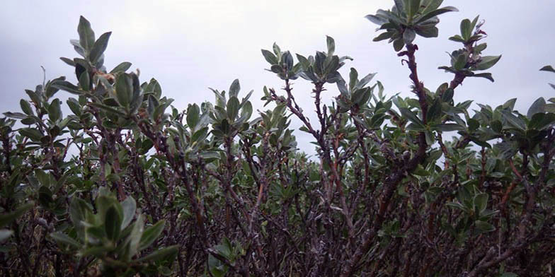 Salix richardsonii – description, flowering period and general distribution in Yukon Territory. Group of flowering plants, close-up