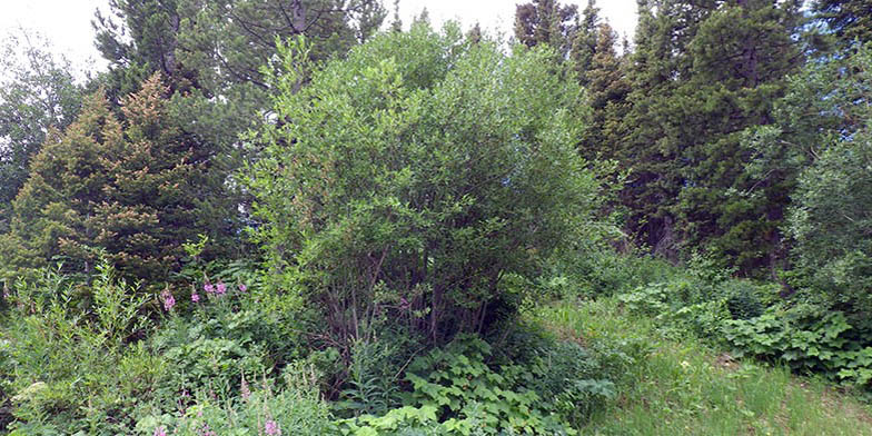 Salix scouleriana – description, flowering period and general distribution in Idaho. Shrub in the summer forest