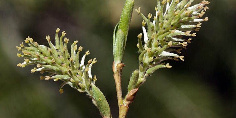 Salix scouleriana – description, flowering period and general distribution in Colorado. Beginning of flowering