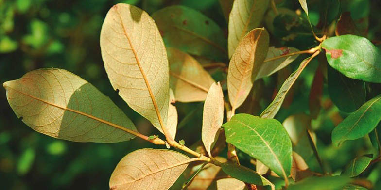 Scouler's willow – description, flowering period and general distribution in Idaho. Mature leaves