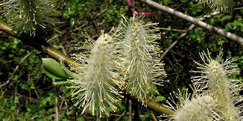 Salix scouleriana – description, flowering period and general distribution in Saskatchewan. Flowering branch