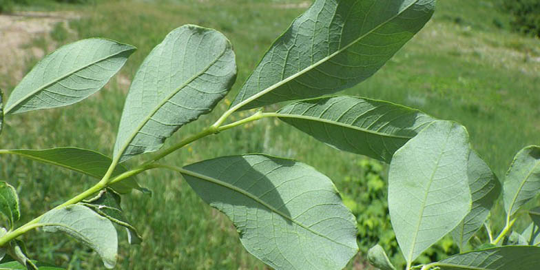 Salix scouleriana – description, flowering period and general distribution in Alberta. Young leaves