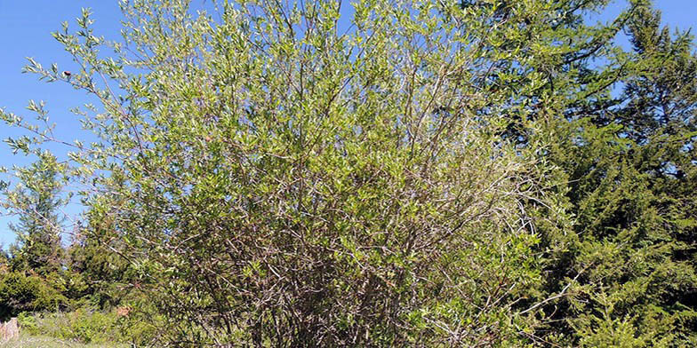 Salix scouleriana – description, flowering period. Plant in summer, general view