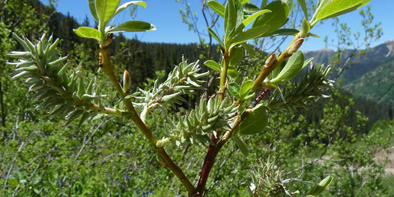 Upland willow – description, flowering period and general distribution in Alberta. The plant is preparing to bloom, a picturesque landscape in the background