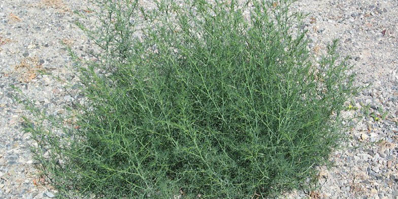 Salsola kali – description, flowering period and general distribution in North Carolina. Green bush at the end of summer
