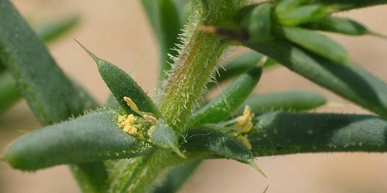 Salsola kali – description, flowering period and general distribution in Maine. Leaves of the plant close-up, light background