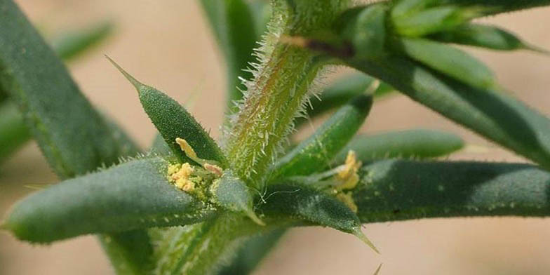 Salsola kali – description, flowering period and general distribution in Louisiana. Leaves of the plant close-up, light background