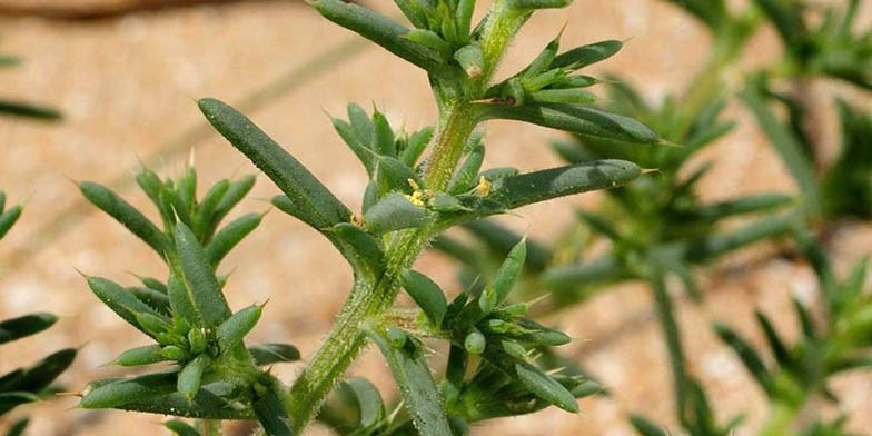 Prickly saltwort – description, flowering period. Plant branch close-up, light background