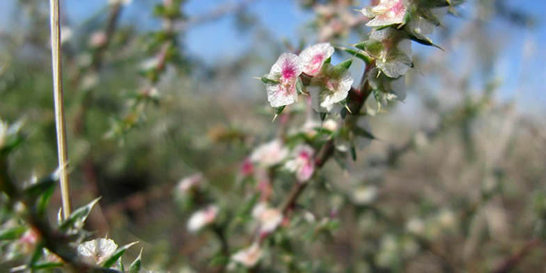 Salsola kali – description, flowering period and general distribution in Pennsylvania. Flowering bushes, blurred background
