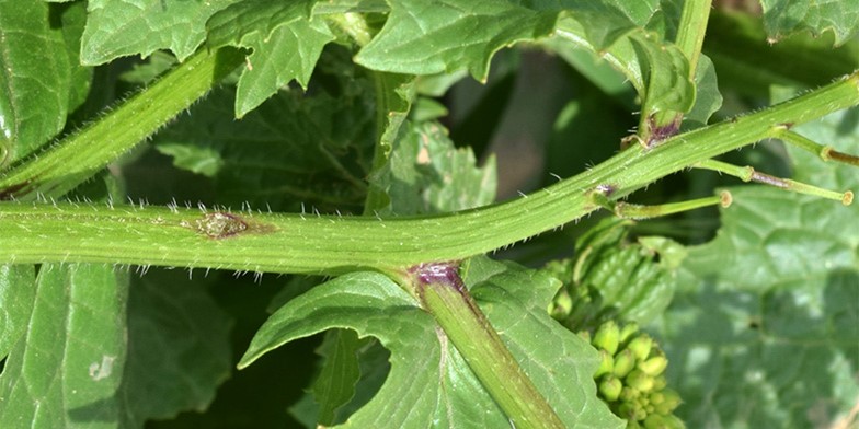 Charlock mustard – description, flowering period and general distribution in Oregon. green mustard stalk covered with hard hairs