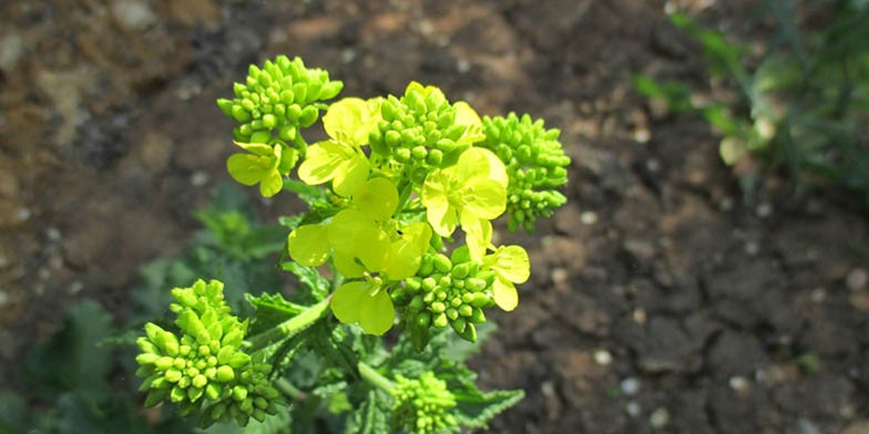 California rape – description, flowering period and general distribution in Oklahoma. delicate yellow flowers bloom