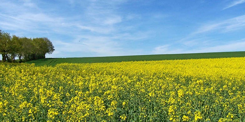 Charlock mustard – description, flowering period and general distribution in Quebec. blooming summer field