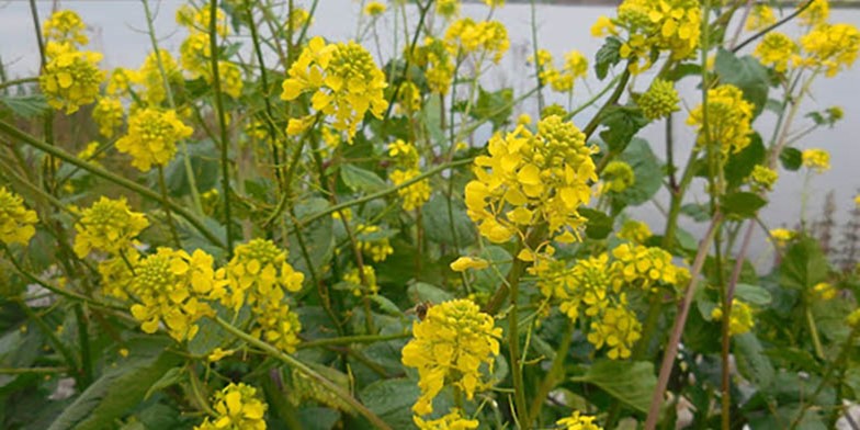 Sinapis arvensis – description, flowering period and general distribution in Manitoba. inflorescences plants