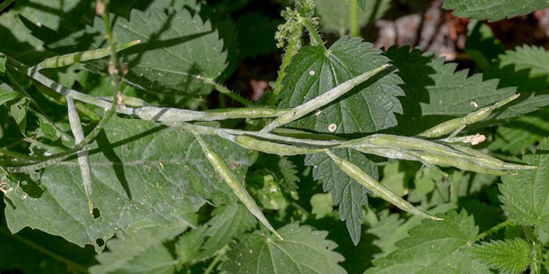 Sinapis arvensis – description, flowering period and general distribution in West Virginia. pods not ripened yet