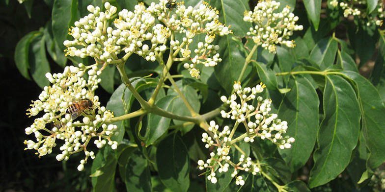 Bee tree – description, flowering period. Euodia (Tetradium) flowers closeup