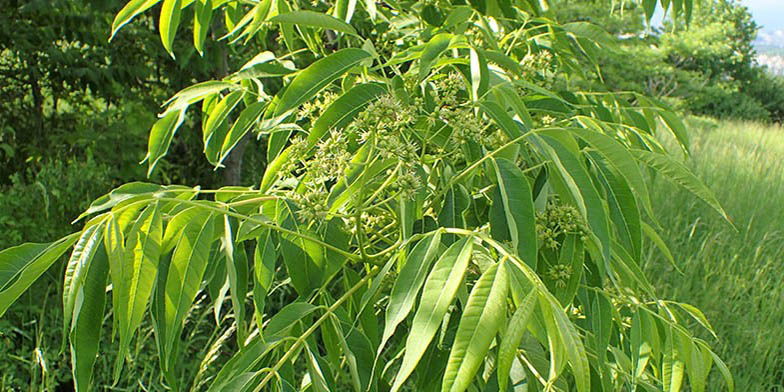 Evodia – description, flowering period. Euodia (Tetradium) начинает цвести