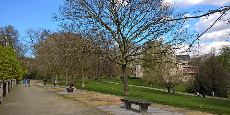 Bee bee tree – description, flowering period and general distribution in Ohio. Tetradium (Bee bee tree) in the park