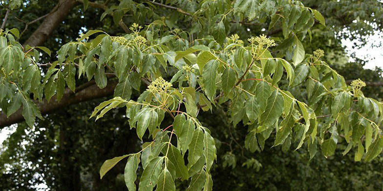 Bebe tree – description, flowering period and general distribution in Ohio. Tetradium (Bee bee tree) flowering.