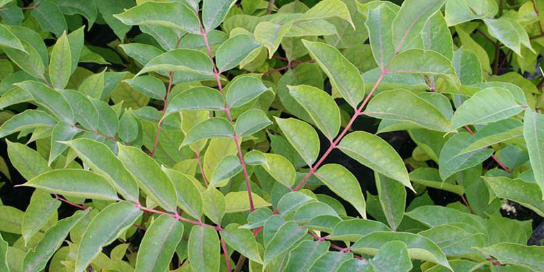 Evodia – description, flowering period. Bee bee tree (Tetradium) - Branch with young green leaves