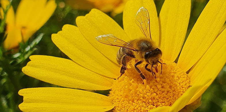 This project maps bees around the globe. Here's why that matters