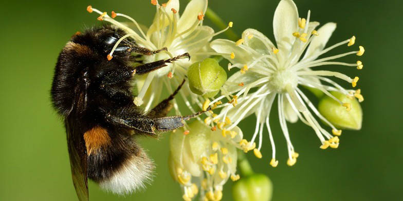 Tilia americana – description, flowering period. Linden flowers give nectar flown bumblebee