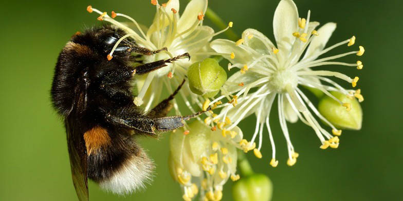 American basswood – description, flowering period and general distribution in Rhode Island. Linden flowers give nectar flown bumblebee