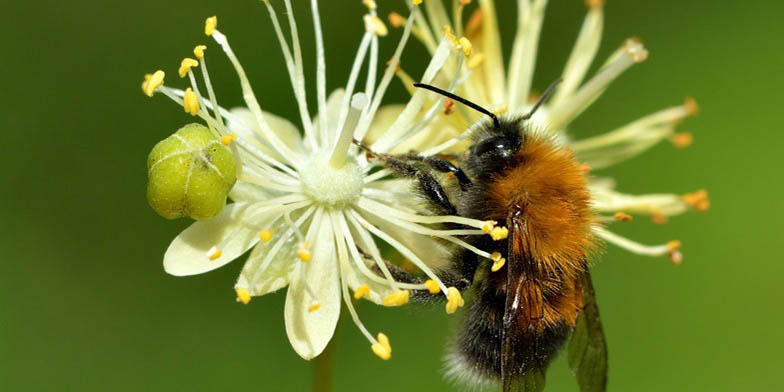 American basswood – description, flowering period and general distribution in Rhode Island. Bumble bee collects nectar from a linden