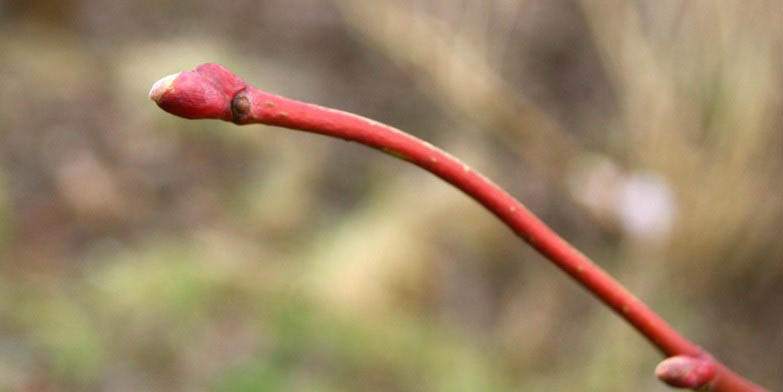 Tilia americana – description, flowering period and general distribution in Saskatchewan. Linden twig with buds