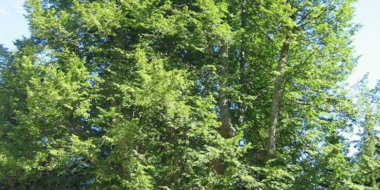American basswood – description, flowering period and general distribution in Maine. American basswood (Linden) grove