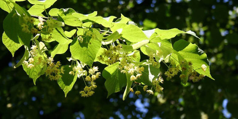 Tilia americana – description, flowering period and general distribution in Quebec. Flowering linden twig